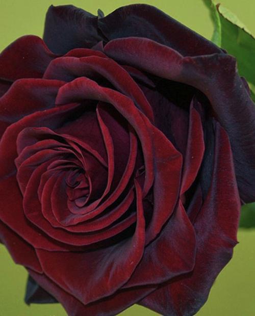 Роза чайно-гибридная темно-бордовая "Королевство грез" (Kingdom of Dreams) (саженец класса АА+) фото-2