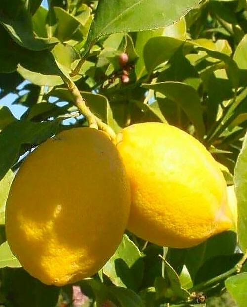 Лимон "Новогрузинский" (ремонтантный сорт, плодоносит 2-3 раза в год) фото-3
