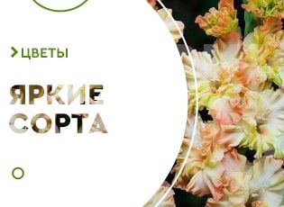 Сорта гофрированных гладиолусов