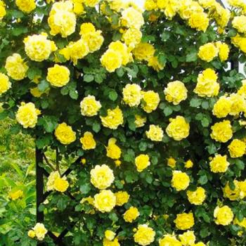 Роза плетистая ярко-желта "Голден Шауэрс" (саженец класса АА+) высший сорт 