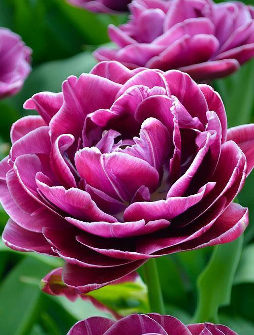 Тюльпан "Lilac Perfection"  фото-0