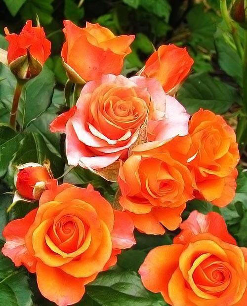 Роза спрей оранжевая "Лайт Оранж " (саженец класса АА+) высший сорт фото-