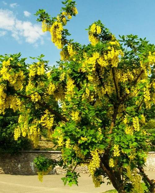 Акация желтая 3-х летняя (Yellow acacia) высота саженца 40-50 см фото-2