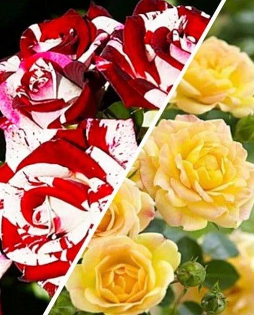 Роза спрей Аленький цветочек (The Scarlet Flower) комплект из 2-х сортов 2 шт саженцев