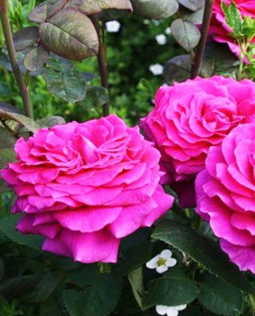 Роза чайно-гибридная малиновая "Big Purple" (саженец класса АА+) высший сорт фото-2