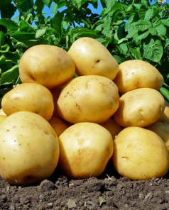 Семенной картофель "Аризона" 1 кг