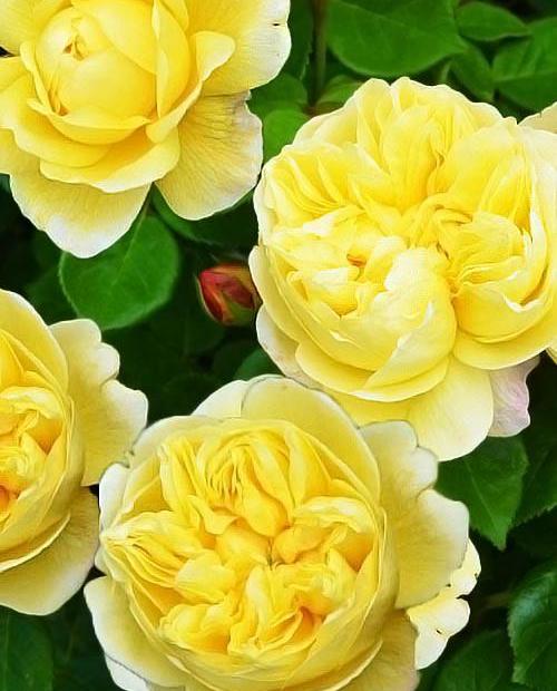 Роза английская желтая "Чарльз Дарвин" (саженец класса АА+) высший сорт фото-0