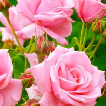 Роза чайно-гибридная лососевая "Дамский каприз" (Lady's whim) (стойко ароматный сорт)