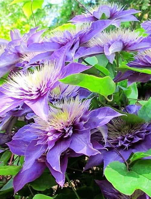 Клематис крупноцветковой махровый сине-фиолетовый "Бьюти оф Ворчестер" (Beauty of Worcester) фото-1