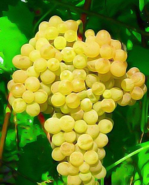 Виноград желтый "Галбена Ноу" (столовый сорт, ранний срок созревания) фото-
