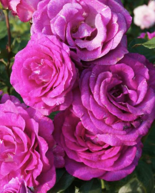 Роза плетистая насыщенно фиолетовая "Виолет Парфюм" (саженец класса АА+) высший сорт  фото-3