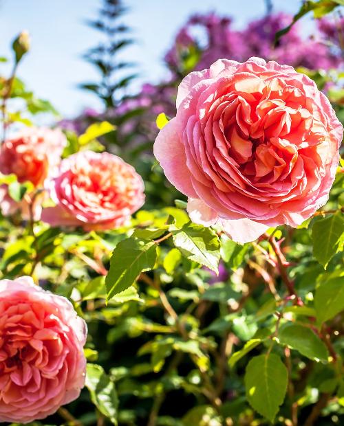 Роза английская Абрахам Дерби абрикосовая (саженец класса АА+) высший сорт фото-1