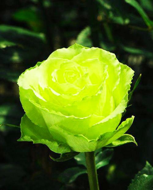 Роза чайно-гибридная лимонная "Лимбо" (саженец класса АА+) высший сорт фото-3