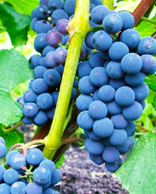 Виноград Альфа синий (винный сорт, средний срок созревания) фото-1