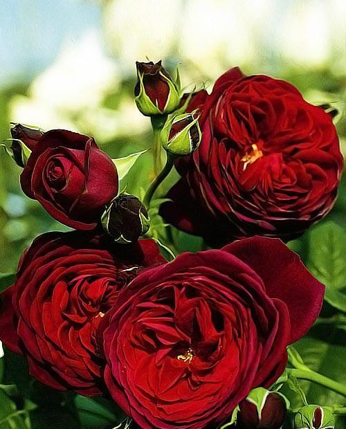 Роза флорибунда алая "Графин фон Харденберг" (саженец класса АА+) высший сорт фото-0