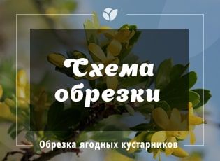 Обрезка и омолаживание ягодных кустарников весной