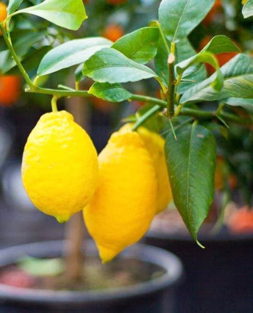 Лимон "Лунарио" (гибридный сорт) (корневая окс) фото-3