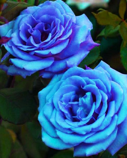 Роза плетистая Блю Мун голубая (саженец класса АА+) высший сорт фото-2