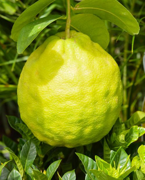 Лимон "Пандероза" (гибрид цитрона, грейпфрута и лимона) фото-2