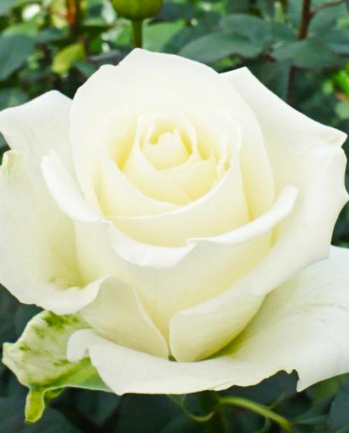 Роза чайно-гибридная белая "Боинг" (саженец класса АА+) высший сорт фото-2