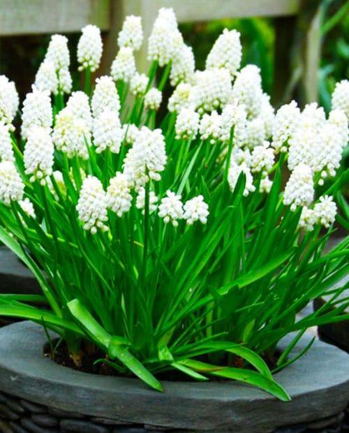 Мускари "Уайт Меджик" (White Magic) 5шт в упаковке (размер 6/+) фото-0