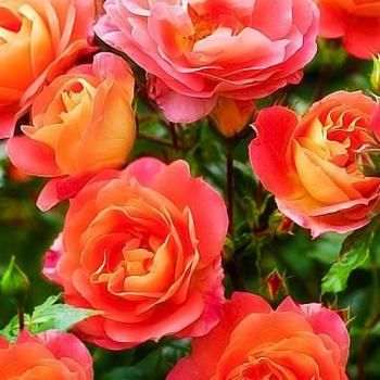 Роза флорибунда оранжево-желтая "Гебрюдер Гримм" (саженец класса АА+) высший сорт