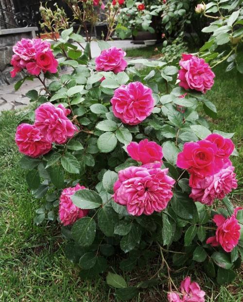 Роза флорибунда малиново-красная "Сангрия" (саженец класса АА+) высший сорт фото-1