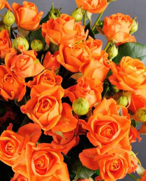 Роза спрей Лайт Оранж оранжевая (саженец класса АА+) высший сорт фото-1