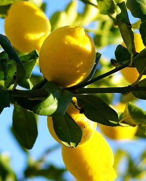 Лимон "Салават" (ремонтантный, устойчивый к заболеваниям сорт) фото-0