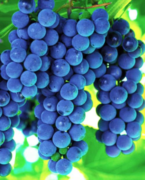 Виноград Альфа синий (винный сорт, средний срок созревания) фото-2