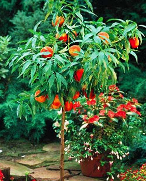 Персик колоновидный желто-красный "Сувенир" (средний срок созревания) фото-0