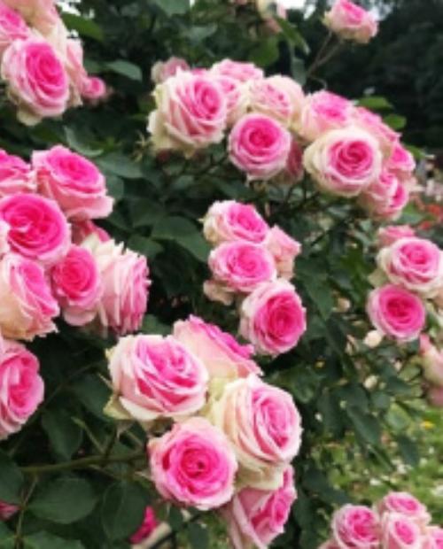 Роза спрей бело-розовая с зеленоватым оттенком "Мими Эден" (Mimi Eden) (саженец класса АА+) высший сорт фото-2