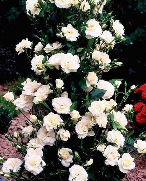 Роза плетистая белая "Шнивальзер" (саженец класса АА+) высший сорт фото-0