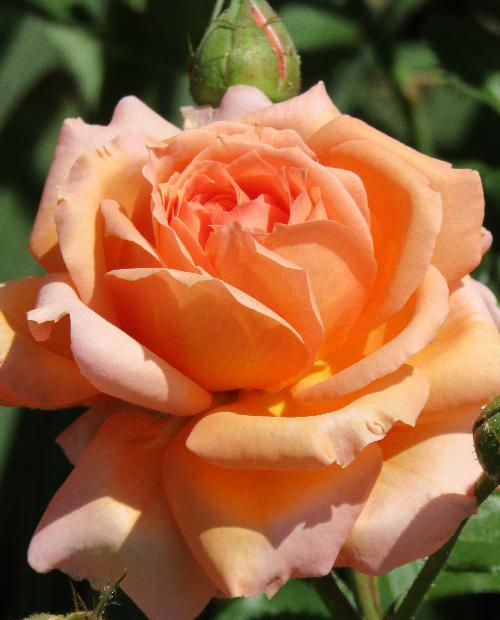Роза плетистая розово-оранжевая "Полька" (саженец класса АА+) высший сорт фото-3