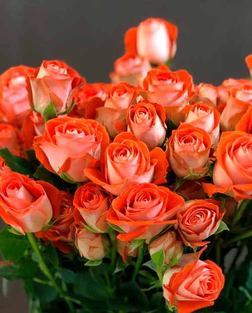 Роза спрей Рубиелла (корневая окс) 1 год фото-0