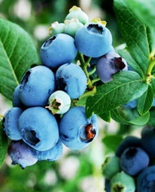 Голубика  темно-синяя (садовая черника) "Голубая россыпь" (среднего срока созревания) фото-