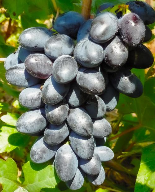 Виноград темно-синий "Кодрянка" (столовый сорт, сверхранний срок созревания) фото-1