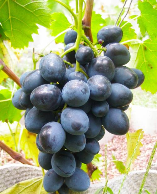 Виноград темно-синий "Сфинкс" (столовый сорт, ранний срок созревания) фото-3