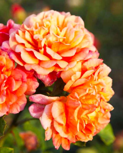 Роза плетистая красно-оранжевая "Алоха" (Aloha)  (саженец класса АА+) высший сорт фото-1