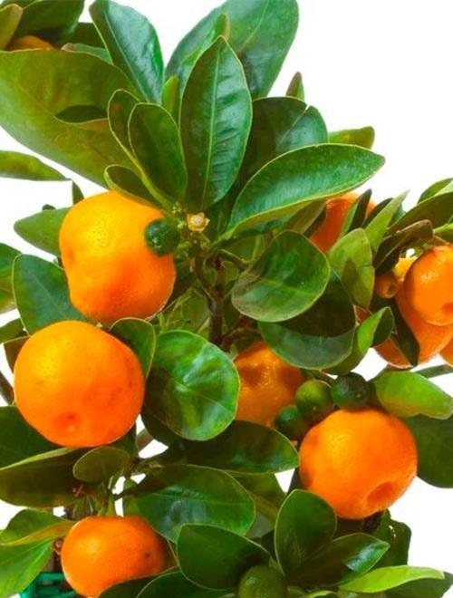 Мандарин ярко-оранжевый "Михо Васе" (средний срок созревания, высокоурожайный) фото-