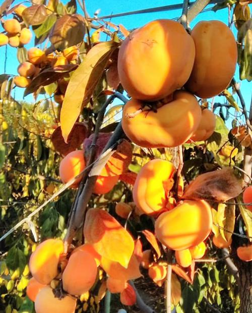Хурма Тамопан большой оранжевая (средний срок созревания, на морозостойком подвое) фото-3