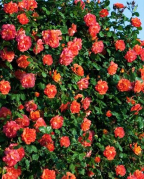 Роза плетистая оранжево-розовая полумахровая "Жемчужина стиля" (Pearl of style) (премиальный выносливый сорт) фото-2