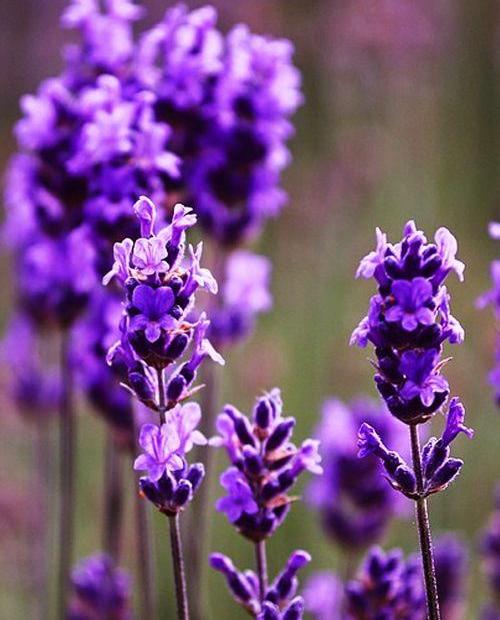 Лаванда Эсмеральда пурпурно-фиолетовая (раннего срока цветения) (контейнер P12) фото-0