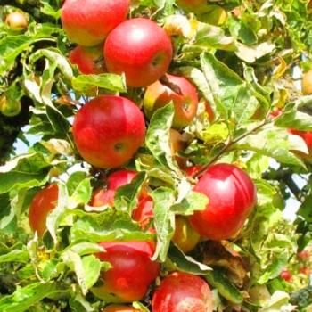 Яблоня зеленоватая с малиновым румянцем "Антей" (поздний срок созревания)