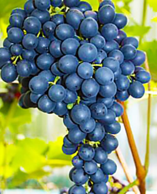 Виноград Сканворд синий (винный сорт, средний срок созревания) фото-3