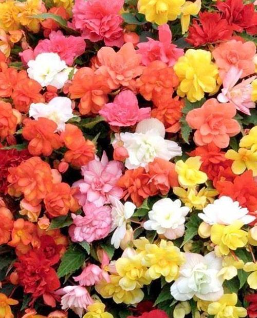 Бегония каскад Одороса Фрагрант микс (Odoros Cascade Fragrant Mix) 1шт в упаковке фото-1