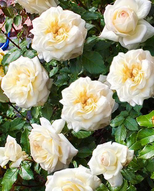 Роза флорибунда белая "Чайковский" (саженец класса АА+) высший сорт фото-0
