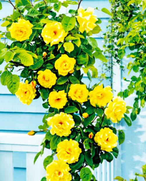 Роза плетистая ярко-желтая "Волшебница" (Enchantress) (саженец класса АА+, премиальный долгоцветущий сорт) фото-2