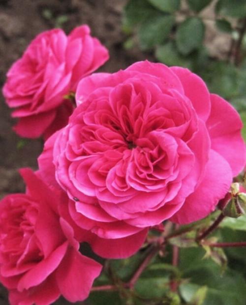Роза флорибунда малиново-красная "Сангрия" (саженец класса АА+) высший сорт фото-3
