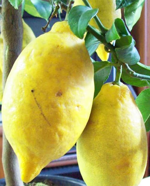Лимон "Лунарио" (гибридный сорт) (корневая окс) фото-2